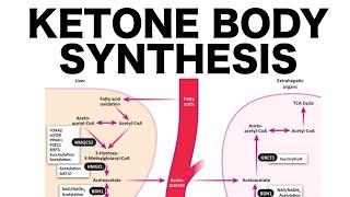 Ketone Body Synthesis