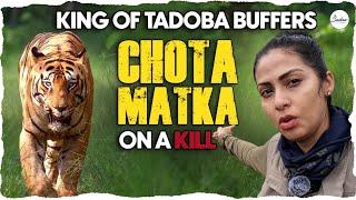 King Of Tadoba Buffers Chota Matka On A Kill || Tadoba Series || Sadaa Wild Stories