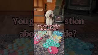 Bunny and the Big Rain | What About Bunny #whataboutbunny #shorts
