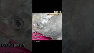 병어 횟감 찜감 제수용 병어드세요^% #생선 #목포