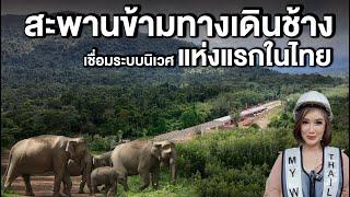 สะพานข้ามทางเดินช้าง เชื่อมระบบนิเวศแห่งแรกของไทย