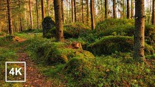 Forest Walk in Finland | Relaxing Nature Sounds for Sleep, Background Ambience, 4K ASMR