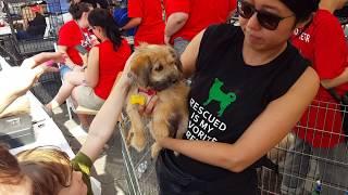 All For Animals TV #53 - Adoptapalooza 2018 Union Square, NYC