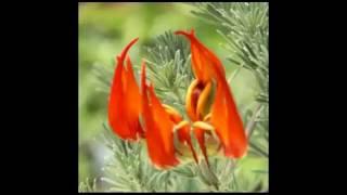 10 extinct flowers