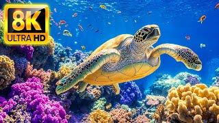 Deep Ocean World 8K (ULTRA HD)  Marine Creatures & Meditation Music