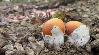 AMANITA CAESAREA (2022) (HDR)