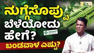 ನುಗ್ಗೆಸೊಪ್ಪು ಬೆಳೆಯೋದು ಹೇಗೆ? ಬಂಡವಾಳ ಎಷ್ಟು? | Vistara Krishi | Moringa Farming | Drumstick Farming