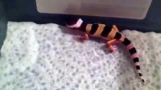 Turcmenicus Leopard Gecko "Deformed Hybrid" Update 04-15-15 TG-15-05