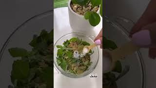 آموزش رول بادمجان #آشپزی #آموزش_آشپزی #رول #بادمجان #غذا #دسر