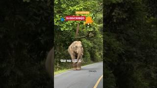 "Elephant Walk Wonders"️
