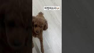 마법의소리 (벌떡 일어나는 소리, 매직사운드) #강아지 #강아지산책