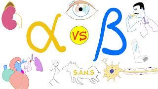 Alpha vs. Beta Adrenergic Receptors - Autonomic Nervous System - Physiology and Pharmacology