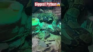 biggest Python #animals #animallover #trending #trendingshorts #viralshort #viralreels