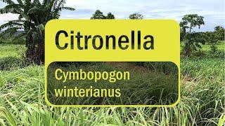 Introducing Citronella Essential Oil (Translated Subtitles)