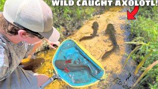 Netting WILD AXOLOTLS in TINY CREEK For My AQUARIUM!