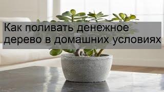 Как поливать денежное дерево в домашних условиях