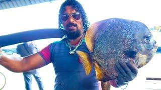 Bat Fish Cutting | Made In Sri Lanka Fish Cutting Skills