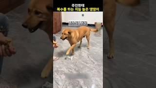 주인한테 복수를 하는 지능 높은 댕댕이