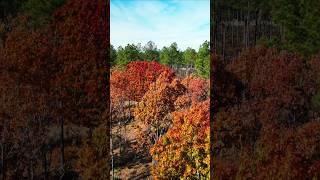 Last Leaves Of Fall #fallcolors #trees #nature