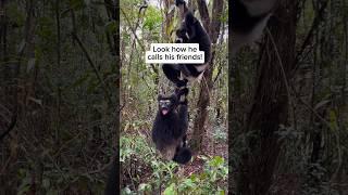 My_monkey King _is_Smarter_than_Husky_and_Chihuahua_(360p)