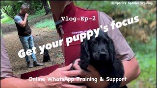 Cocker Spaniel Control & Focus Training: Mastering the Art of Canine Concentration Vlog Ep-2