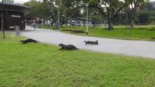 Otter family running across the field towards the pond