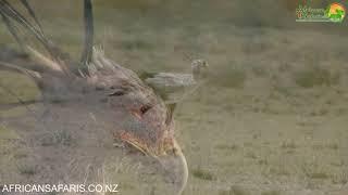 Secretary Bird - Africa's Snake Stomper