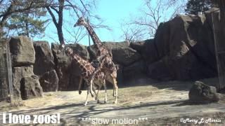 Philadelphia Zoo Giraffes Trying to Make a Baby (slow motion video)