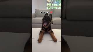 one month Vs 1 year German shepherd transformation #feed #dog #shots #dogbreed #germanshepred