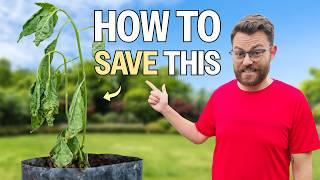 Beginner Mistakes That Are Killing Your Plants