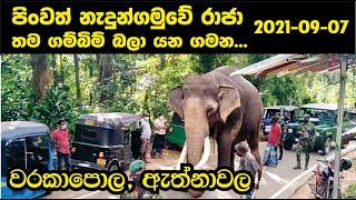 නැදුන්ගමුව රාජා ගම්බිම් බලා යන ගමනේ අද (2021-09-07) වරකාපොල, ඇත්නාවල | Nedungamuwe | Siyane Plus