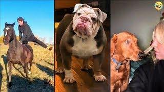 Funny ANIMALS videos  Funniest CATS and DOGS 2025 - Part 21