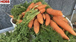 The Ultimate Guide to Planting Carrots