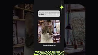 Маркетинг на маркетплейсах, tg @lisavetaonline
