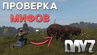 Проверка САМЫХ РАСПРОСТРАНЁННЫХ Мифов в DayZ!