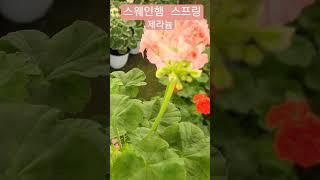 #은혜화훼판매장 #제라늄 스웨인햄 스프링
