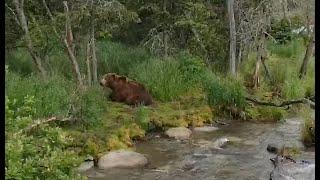 12 Jul 2024: Disabled bear returns to Brooks (explore.org)