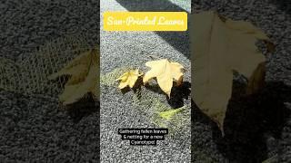 Sun-printed Leaves #cyanotypeprinting