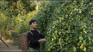 Harvesting the Best Sour Apples to market sell, Buy Warm Winter Clothes. Growing Onions with Mic Mic