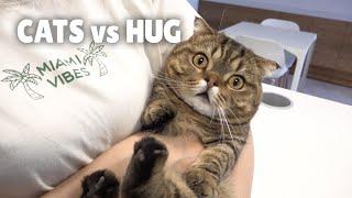 Cats vs Hug | Kittisaurus