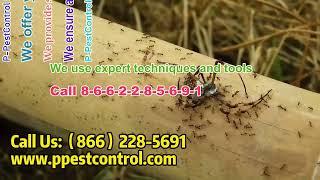 Detroit Pest Control Company Ant, Cockroach, Flea, Mosquito, Moth Spider Termite Removal Service