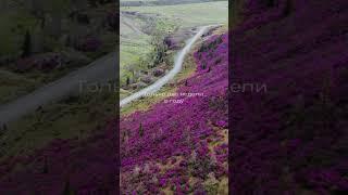 Цветение маральника на Алтае туры 2025 #цветениемаральника #маральникалтай