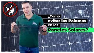 ¿Cómo evitar las palomas en nuestros paneles solares?: Instalación de sistema anti pájaros.