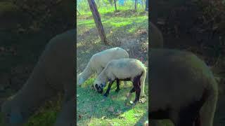 PLANE MAREENO SHEEP