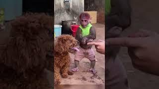 Funny Animals See What Happens Till the End  u Won’t Believe the Twist! ! #youtubeshorts #shortvideo