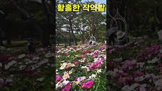 (실시간) 환상적인 작약꽃밭 , 과천 서울대공원 테마가든 작약원