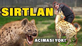 KEMİK PARÇALAYAN AFRİKA SIRTLANININ KAFESİNE GİRDİM! (Sırtlan Beni Perişan Etti)