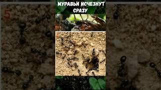НАШАТЫРНЫЙ СПИРТ ОТ МУРАВЬЕВ #shortshttps://youtu.be/xopP3uXEGiQ