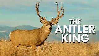 Mule Deer: The Antler King