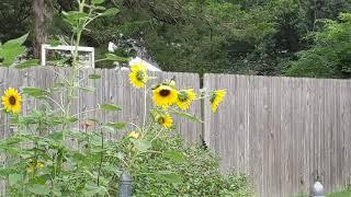 Goldfinch Engorging on Sunflower